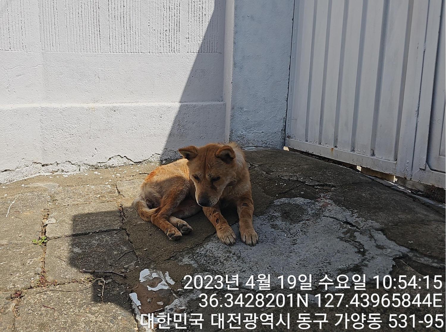 종료(반환) 믹스견…